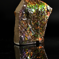 Polished Ammolite Stone #2555