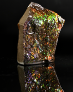 Polished Ammolite Stone #2555