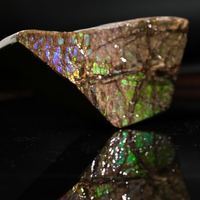 Polished Ammolite Stone #2553