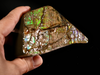 Polished Ammolite Stone #2553