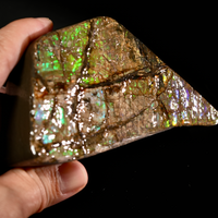 Polished Ammolite Stone #2553