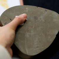 Ammolite Palm Stone #743