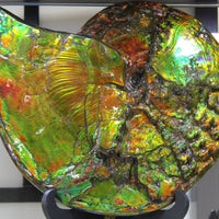 12.5“ Canadian Ammonite Full Fossil #275