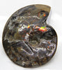 Ammonite Full Fossil 10x8cm #521