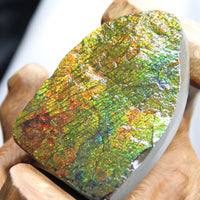 Ammolite Gem Stone #566