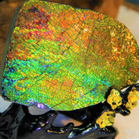 Ammolite Gem Stone #566