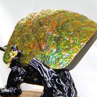 Polished Ammolite Display Stone #567