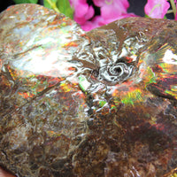 9.5 Inch Ammonite Full Fossil #745