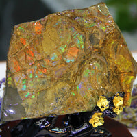 Polished Ammolite Stone #795