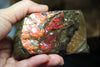 Polished Ammolite Stoe #797