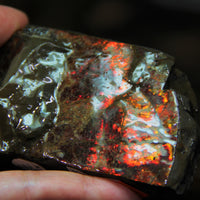 Polished Ammolite Stoe #797