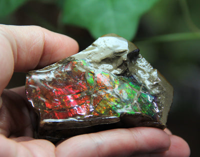 Polished Ammolite Stone #805