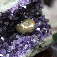 AAA Semi-Geode Amethyst Cluster #858