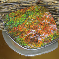 Polished Ammolite Display Stone #893