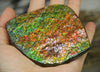 Polished Ammolite Display Stone #893