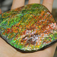 Polished Ammolite Display Stone #893