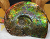 9.5 Inch Genuine Canadian Ammonite Full Fossil #928