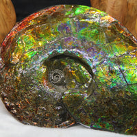 9.5 Inch Genuine Canadian Ammonite Full Fossil #928