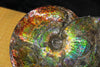 9.5 Inch Genuine Canadian Ammonite Full Fossil #928