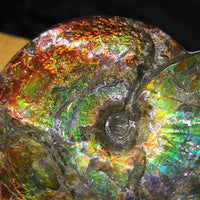 9.5 Inch Genuine Canadian Ammonite Full Fossil #928