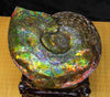 9.5 Inch Genuine Canadian Ammonite Full Fossil #928