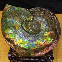 9.5 Inch Genuine Canadian Ammonite Full Fossil #928