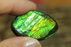 Freeform Natural Ammolite Loose Gemstone #A237