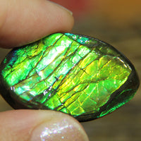 Freeform Natural Ammolite Loose Gemstone #A237