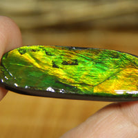 Freeform Natural Ammolite Loose Gemstone #A282