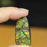 Freeform Natural Ammolite Loose Gemstone #A308