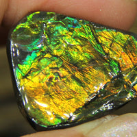 Freeform Natural Ammolite Loose Gemstone #A324