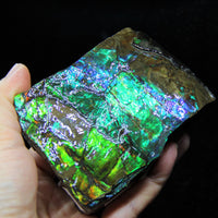 Ammolite Hand Sample Stone #605