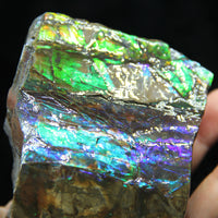 Ammolite Hand Sample Stone #605