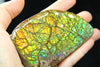 Ammolite Hand Sample Stone #606