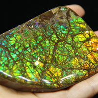 Ammolite Hand Sample Stone #606