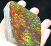 Ammolite Hand Sample Stone #607