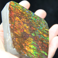 Ammolite Hand Sample Stone #607