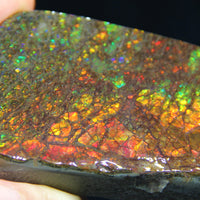 Ammolite Hand Sample Stone #607