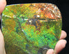 Ammolite Hand Sample Stone #608