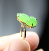 Siberian Nephrite Jade Ring #1604