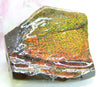 Ammolite Rough Stone #883