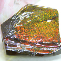 Ammolite Rough Stone #883