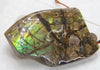 Ammolite Rough Stone #810